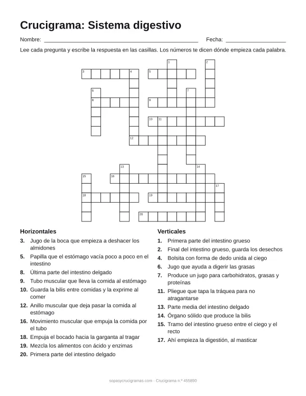 Hoja para imprimir del crucigrama del sistema digestivo: cuadrícula numerada de 17 × 15 con 10 palabras horizontales y 10 verticales, y la lista de pistas.