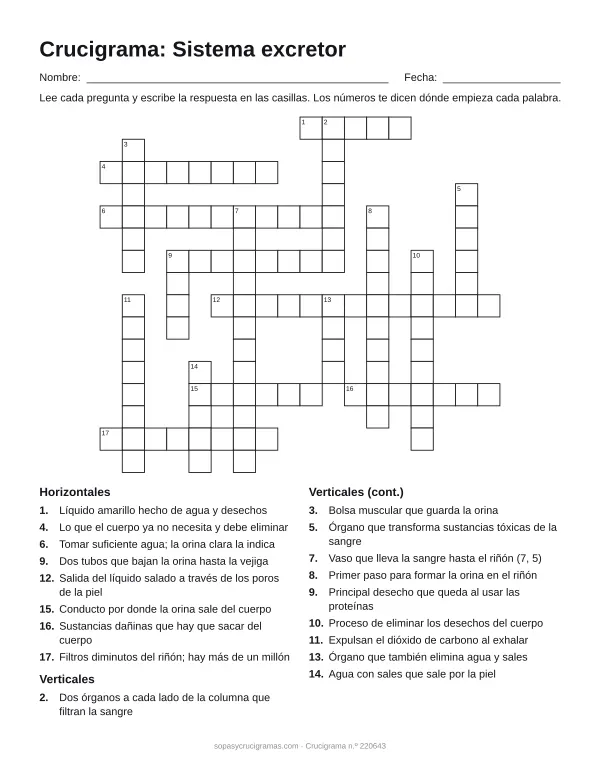 Hoja para imprimir del crucigrama del sistema excretor: cuadrícula numerada de 16 × 18 con 8 palabras horizontales y 10 verticales, y la lista de pistas.